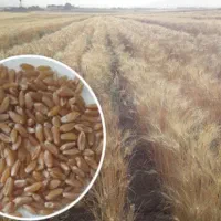 بذر گندم. فروشی