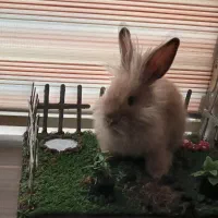 بچه خرگوش نژادجرسی