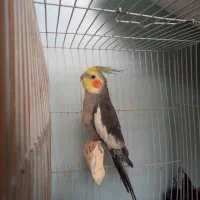 عروس هلندی نر