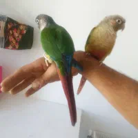 گرینچیک جفت سالم فوق العاده دستی
