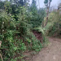 باغ مرکبات و چای ، واجارگاه ، گیل ملک