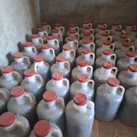 خیارشور ارگانیک