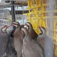 بلدرچین کوهی