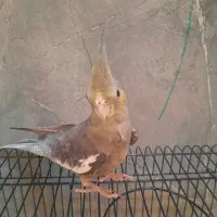 جوجه عروس هلندی ۲ ماهه ماده|پرنده|مشهد, رضاشهر|دیوار