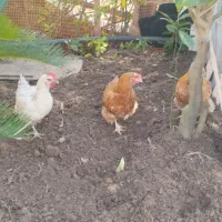 ۵ تا مرغ تخمگذار درجه یک