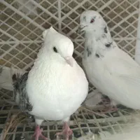 کبوتر