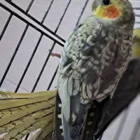 عروس هلندی گلباقالی|پرنده|قدس, شهرقدس|دیوار