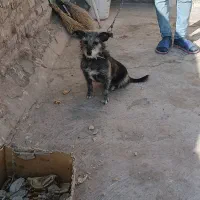 واگذاری سگ|سگ|سبزوار, قصبه غربی|دیوار