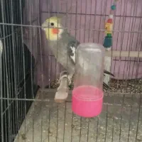 عروس هلندی نر