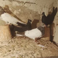 باسلام چند جفت کبوتر خون خالص درسهند|پرنده|سهند, |دیوار