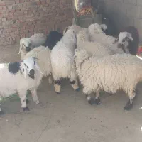 بره نر