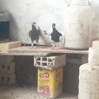 کود کفتر