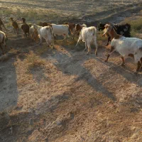 بزغاله فروشی