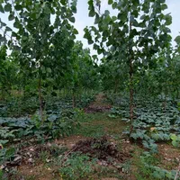 فروش زمین با درخت/صنوبر/ضیابر|فروش زمین و ملک کلنگی|ضیابر, |دیوار