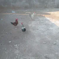 خروس|حیوانات مزرعه|مسجد سلیمان, |دیوار