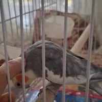 عروس هلندی دستی|پرنده|اصفهان, جاوان|دیوار