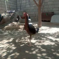 جوجه مرغ وخروس|حیوانات مزرعه|میاندوآب, |دیوار