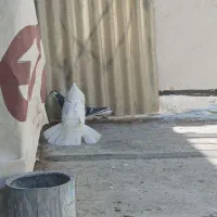 کبوتر دمگیر سفید دولا