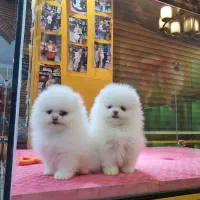 پامرانین بوفیس و عروسکی|سگ|تهران, شهرک مخابرات|دیوار