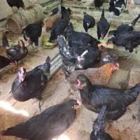فروش مرغ تخم گذار جهادی|حیوانات مزرعه|اصفهان, ارداجی|دیوار