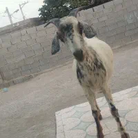 بز ماده