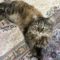 گمشده با مژدگانی خوب