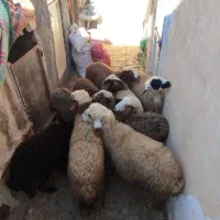 9عددبره ماده سالم سرحال جفتی 21|حیوانات مزرعه|مریوان, |دیوار