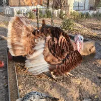 فروش مرع و خروس و قو غاز و ....|حیوانات مزرعه|قزوین, |دیوار