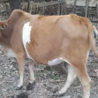 گاو جوان حدود پنج ماه حامله