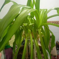 گل موزی با گل برگ بیدی به فروش میرسد