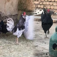 مرغ و خروس.گلین‌لری.جوجه .نیمچه .ریشو چهلتاج|حیوانات مزرعه|اصفهان, میرعماد|دیوار