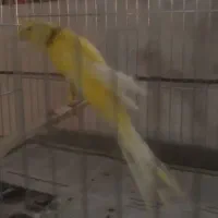 قناری رسمی بلند شاخص