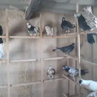 کفتر|پرنده|قم, آزادگان|دیوار