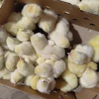جوجه گوشتی راس ۳۰۸ تولید شده از بهترین مادر|حیوانات مزرعه|گتاب, |دیوار