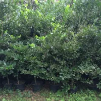 فروش یاس کاملیا ناندانیا شمشاد لاوسون و....|خدمات باغبانی و درختکاری|کلاچای, |دیوار