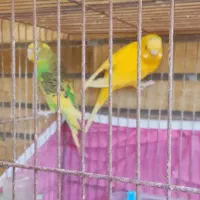 عروس هلندی ومرغ عشق|پرنده|اصفهان, بهارستان|دیوار