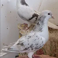 کبوتر جفت نروماده ساده هفترنگ و سبز و زرد و سیاه