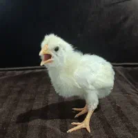 جوجه گلین لر|حیوانات مزرعه|مشهد, انقلاب|دیوار