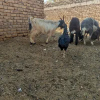 سلام دوستان دوراس بز سه ماه اوست|حیوانات مزرعه|رشتخوار, |دیوار