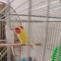 عروس هلندی وطوطی برزیلی