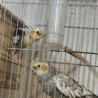 جفت عروس هلندی مولد واقعی