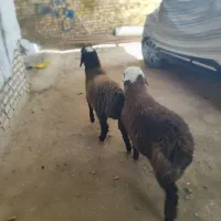 پخش گوسفند قربانی از قزوین تا..