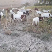 بز و بره|حیوانات مزرعه|اهواز, زرگان|دیوار