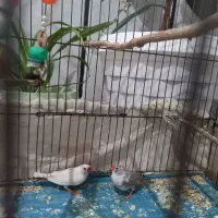 یک جفت فنچ مولد