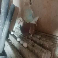 2عدد کبوتر خوب قیمت مفت ببر استفاده کن حالشو ببر