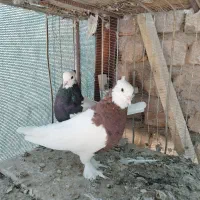 4 جفت طوقی عتیقه|پرنده|رفسنجان, |دیوار