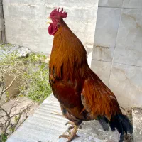 خروس رسمی گلپایگانی