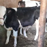 گاوو گوساله نر دوباره آبستن|حیوانات مزرعه|سارال, |دیوار