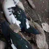 اردک اسرائیلی نر بزرگ وسنگین وزن