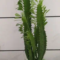 گلدان کا کتوس اپارتمانی
